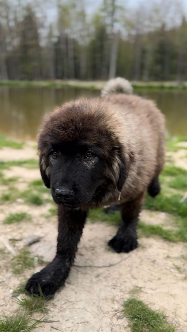 Bearuno “Red”.

Our Caucasian Ovcharka puppy in training. Bearuno has a very aggressive trait that we decided he would do well with our goats. We will be expanding our pasture and he will be in training to take over the outskirts in 2 years time. Training LGDs can take 2-4 years; a typical time when they become more independent, grow to an appropriate size to work and protect the herd.