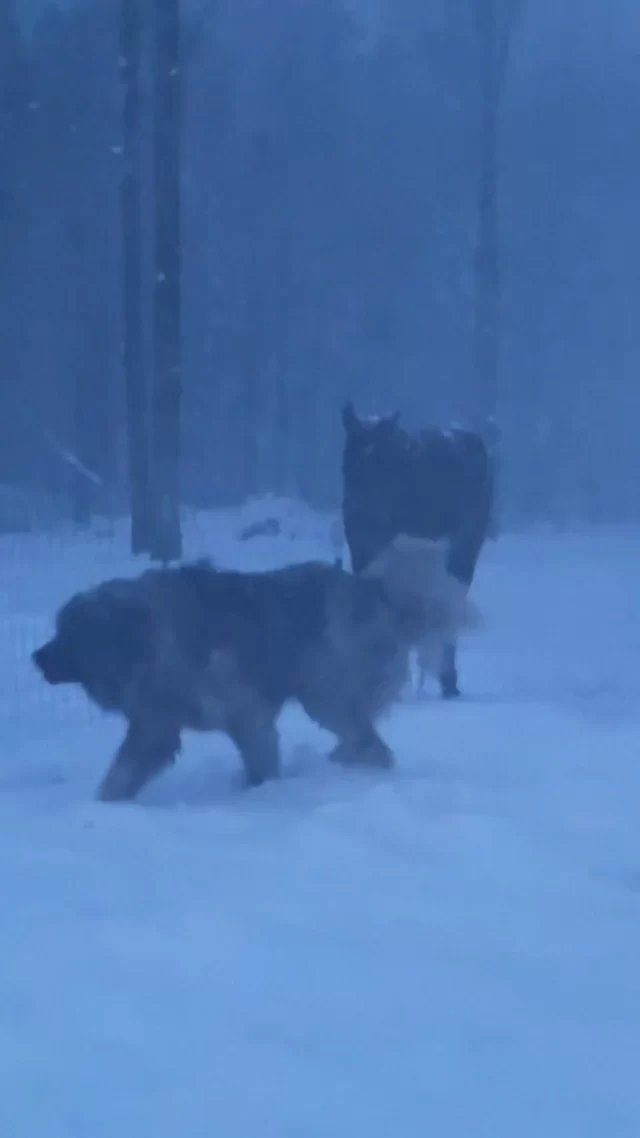 Giant gentle Kai the Caucasian Shepherd, his ❤️ is as big as a horse! 🐎 🐕 🌳 ❄️ 
.
.
.
.
.
#bigdog #gentlegiant #gentleman #horseanddog #farmdog #homesteadlife #winterwonderland #missingwinter #winter2025preview #itshotoutside #summer2024 #farmlife #farmlifebestlife #homesteadliving #caucasianshepherd #caucasianovcharka #caucasianshepherddog #caucasianshepherdpuppy