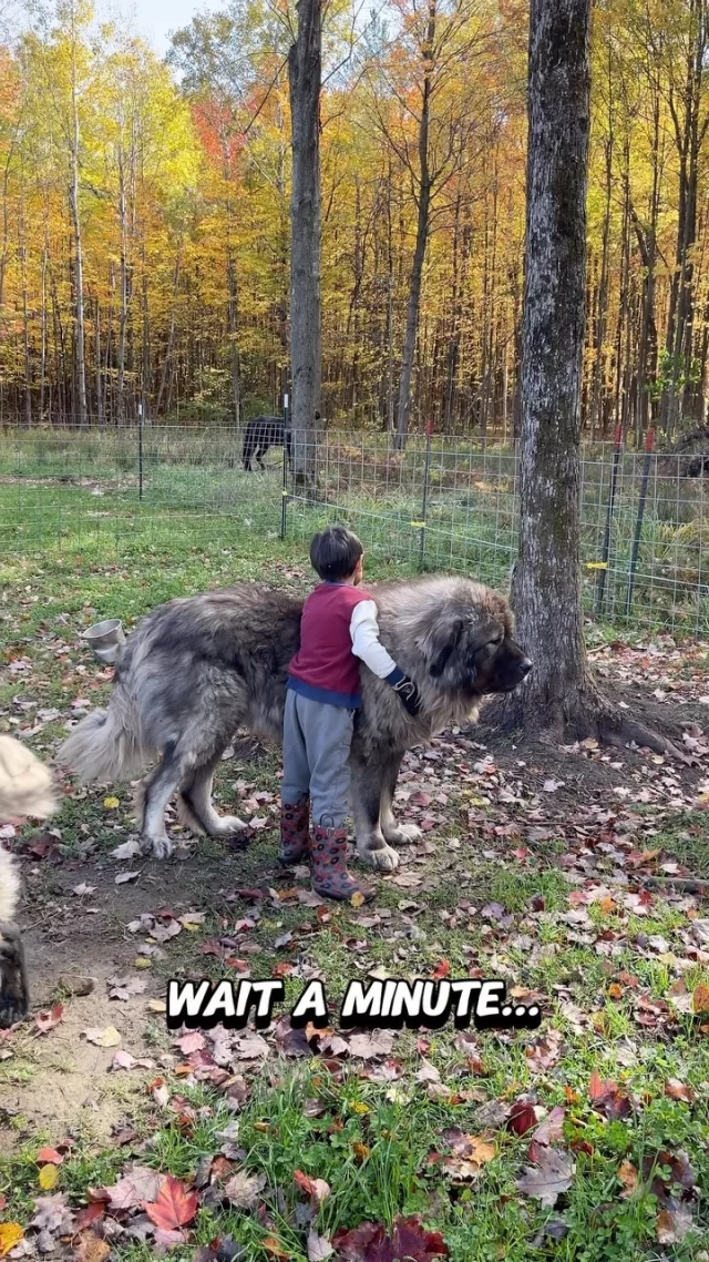 Top notch 🐶 Big dogs, Straight terrors!
.
.
.
#caucasianshepherd #caucasianovcharka #farmlife #dogsofinsta #bigdogsofinstagram #caucasianshepherdpuppy #homesteadlife #farmdog #watchdogs #securitysystem