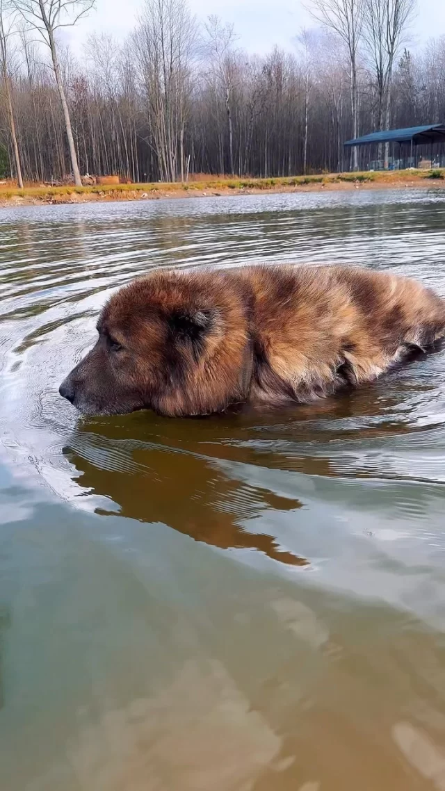 Do Caucasian Shepherds like water?

Everyone’s confused with the warm weather we’re having. The grass is continuing to grow, the waters warm enough for a swim. Does Michigan need a reminder that it’s Fall? 

Are you enjoying to summer extension we’re having? Who here is looking forward to actual Autumn and drinking a hot toddy?

Share your fall drink recipes!