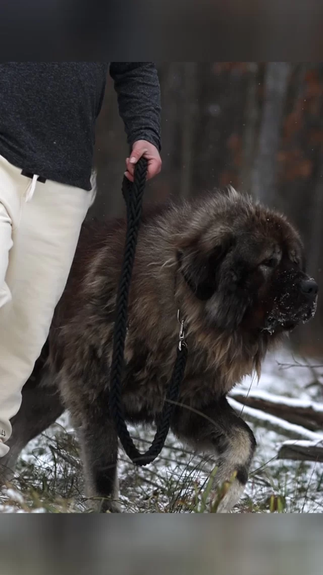 The Caucasian Shepherd Ovcharka Dog: Guardians of the flock music video.

#caucasianovcharka #caucasianshepherd #farmdog #guarddog #securitysystem #securityservices #lgd #caucasianshepherdpuppy