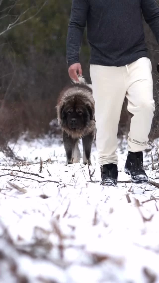 Caucasian Shepherd Facts: Part 1

#caucasianshepherd #caucasianovcharka #caucasianshepherdpuppy #livestockguardiandog #lgd #giantdogbreed #teddybeardog #beardog #bear #bigdogsofinstagram #brotherbearacres #guarddog #dogsofinstagram #farmhouse #factsdaily #dailyfacts #part1