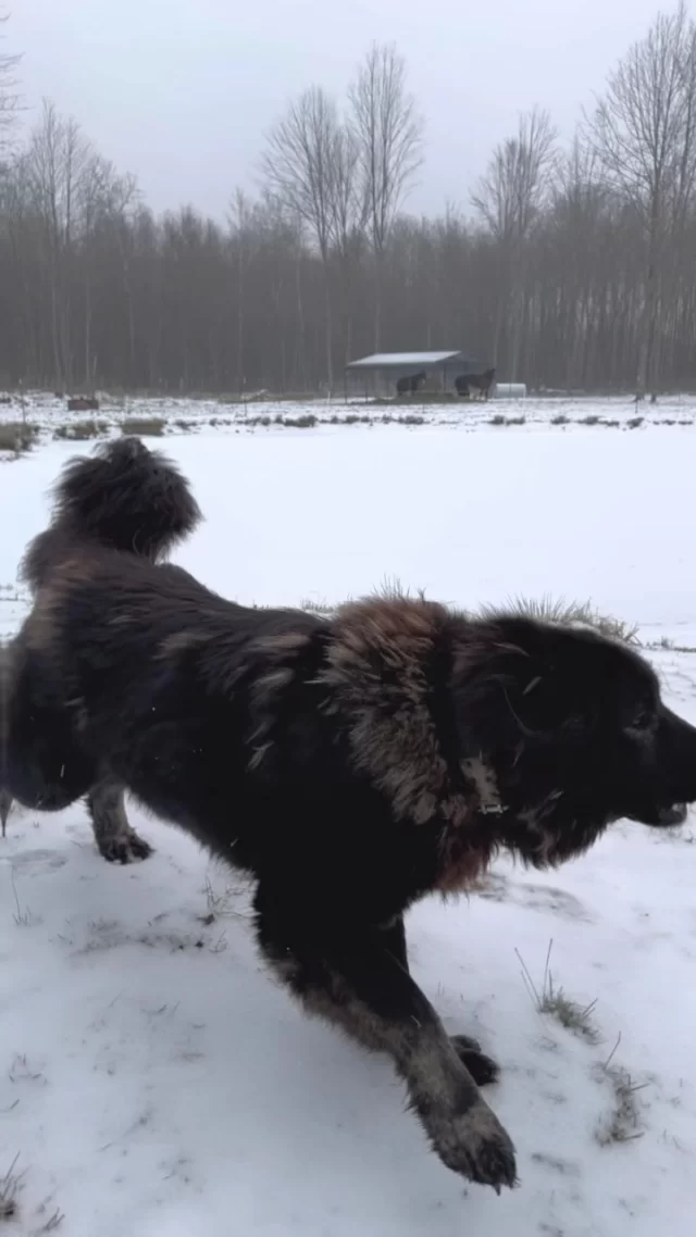 Caucasian Shepherd Ovcharkas have a bad rep and they can absolutely embody what they are infamously known for - an unstoppable force of strength and unwavering determination when faced with any perceived threat. What we don’t often hear is the breeds most amazing quality, which is loyalty and a sense of duty to family. 

We had a visitor at the farm and our dogs are always aware of who is family and who’s not. Here you see Bree with her guard down, she’s relaxed and in play mode as opposed to when she thinks you’re no good and needs to be taken seriously. 

Life with our Caucasian Shepherds is a bond of trust. They are our responsibility but they also take care of us and our livestock. We depend on them as much as they depend on us. Our dogs are our eyes and ears out here and without them, our loss would be great.

As a family pet, Caucasian Shepherds simply exist like any other fur member of the family. They make great playmates and love to be part of the pack. With responsible care and training, this giant dog breed can easily fit into your family lifestyle. 
.
.
.
.
#caucasianovcharka #caucasianshepherd #lgd #farmlife #dogsofinstagram #caucasianshepherdpuppy #farmdog #dogsofinsta #giantdogsofinstagram #beardog #giantdogbreed #bigdogsofinstagram #guarddogs #securityguard #shtf #preparedness #guardian #securitysystem