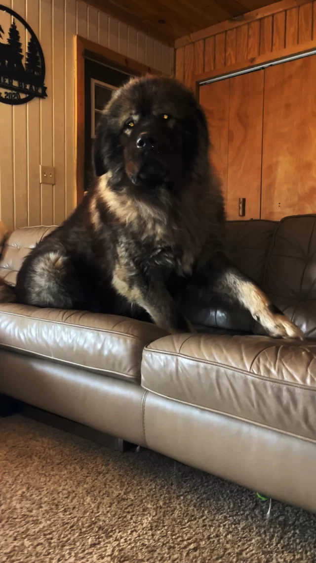 Kai the Caucasian Shepherd guard dog watches YouTube for the first time #shorts