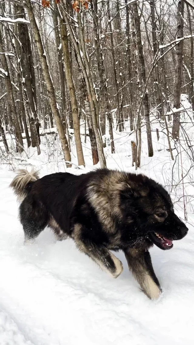 Caucasian Ovcharka Giant Guardian Dog on a Power Sprint

#caucasianshepherd #workout #runningmotivation