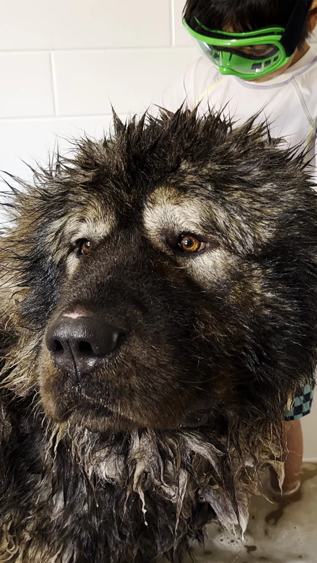 Kai, the Caucasian Shepherd farm dog gets a bath 🐺🚿

Caucasian Shepherds aka the Caucasian ovcharka or CO, were originally used by shepherds in the Caucasus region before they were used as protection dogs and family pets. Here you see Kai, a 3 yrs old male CO taking a bath and getting groomed at our homestead in Northern Michigan.

Like and subscribe for more updates on the rest of @brotherbearacres Caucasian shepherds! 

Follow us on YouTube
https://www.youtube.com/@brotherbearacres