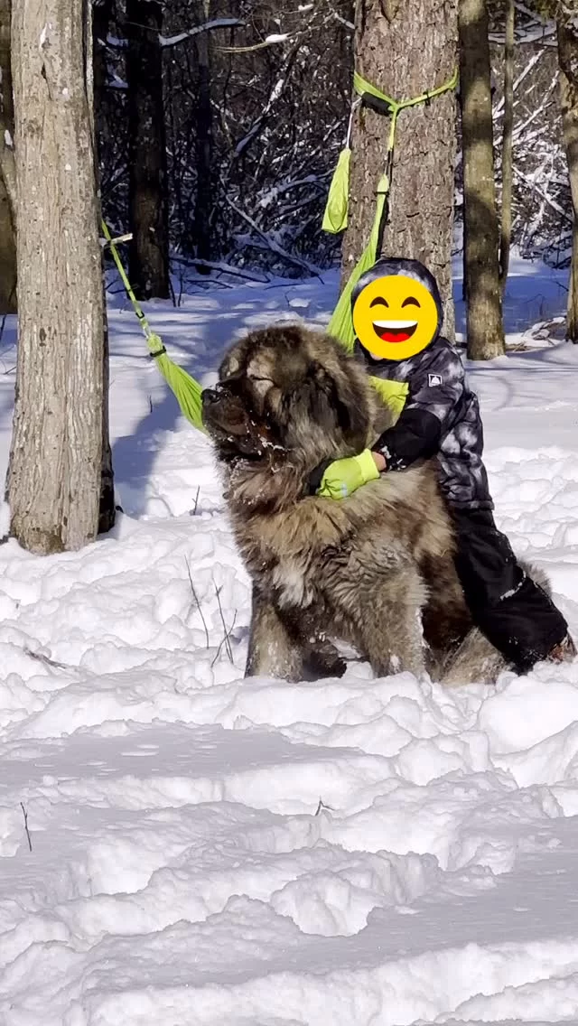 When horseback riding is your passion and you also have big dogs…

#hesokay 
#caucasianshepherd #caucasianovcharka #lgd #dogsofinstagram #horsebackriding #caucasianshepherdpuppy #securitysystem #guarddogs #farmlife #farmboys #homestead #homesteadliving #michiganmade #forestlife #bigdogsofinstagram #snowdogs #snowstorm #cowboy #cowboys #snowdays
