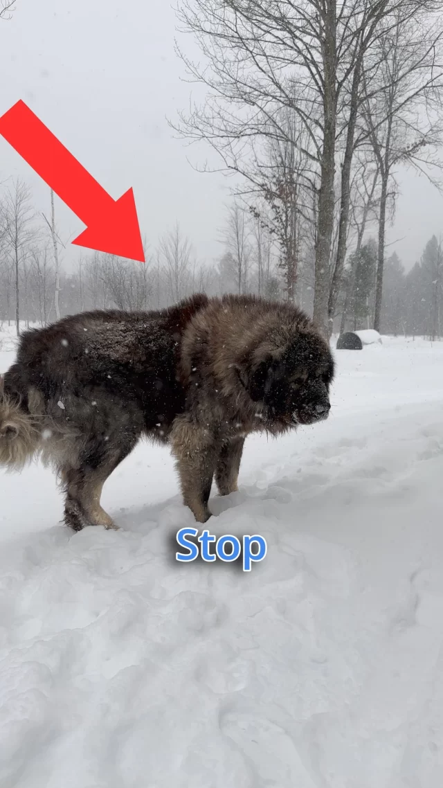 Kai the Caucasian Shepherd a force of nature #Strength #Loyalty #Courage