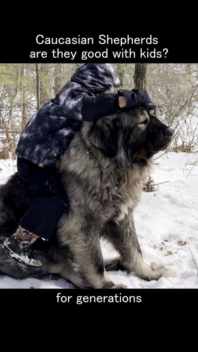 Caucasian Shepherds good with children? #dogsofinstagram #viral #shorts