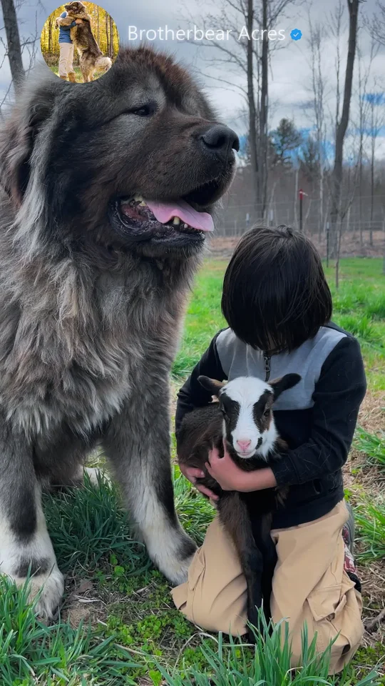 worlds-largest-caucasian-shepherd-280-pounds-lamb-boy