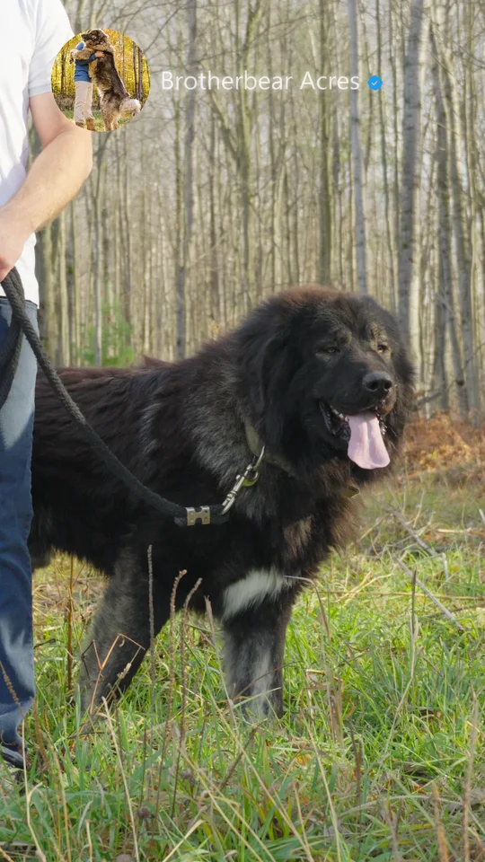 Young Black Caucasian Shepherd Standing Guard on Leash | Brotherbear Acres